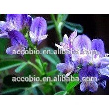 Kosher Halal Certificated Natural Alfalfa Extract Flavone Saponin 5%,10%,20%